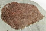 Fossil Leaf (Beringiaphyllum) - Montana #201335-1